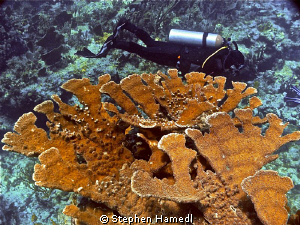 Molasses Reef dive. This was in about 25 feet of water in... by Stephen Hamedl 